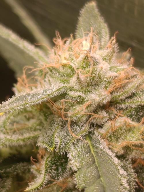 Smashberry Fumez Anesia DWC. Week 12