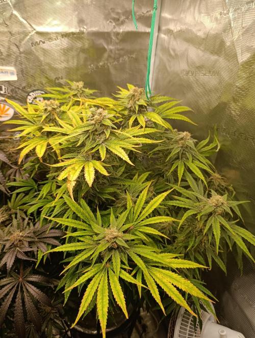 Smashberry Fumez Anesia DWC. Week 12