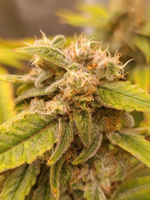 Smashberry Fumez Anesia DWC. Week 12