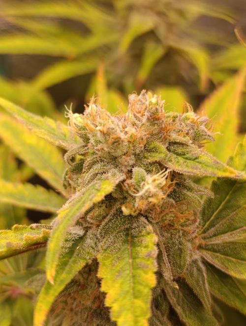Smashberry Fumez Anesia DWC. Week 12