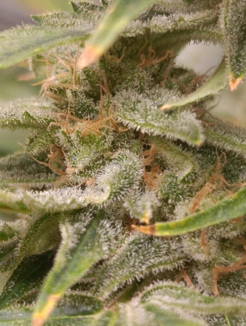 Smashberry Fumez Anesia DWC. Week 12