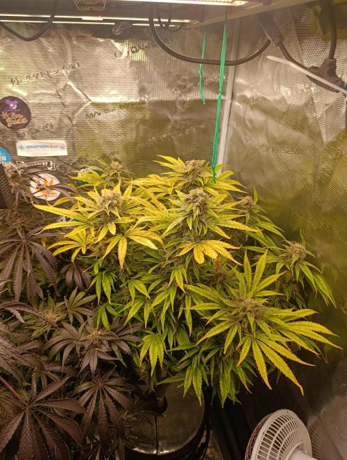 Smashberry Fumez Anesia DWC. Week 12