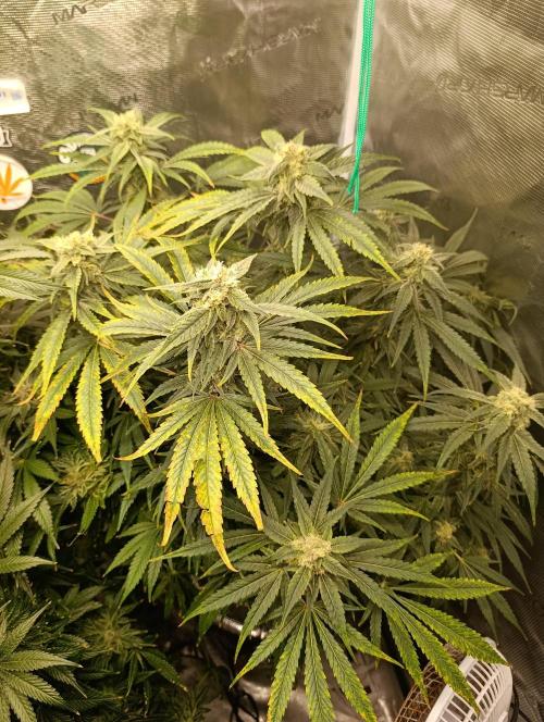 Smashberry Fumez Anesia DWC. Week 12