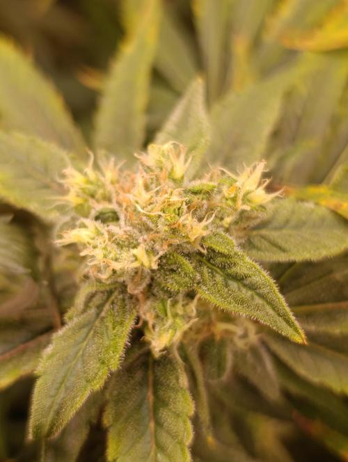Smashberry Fumez Anesia DWC. Week 12