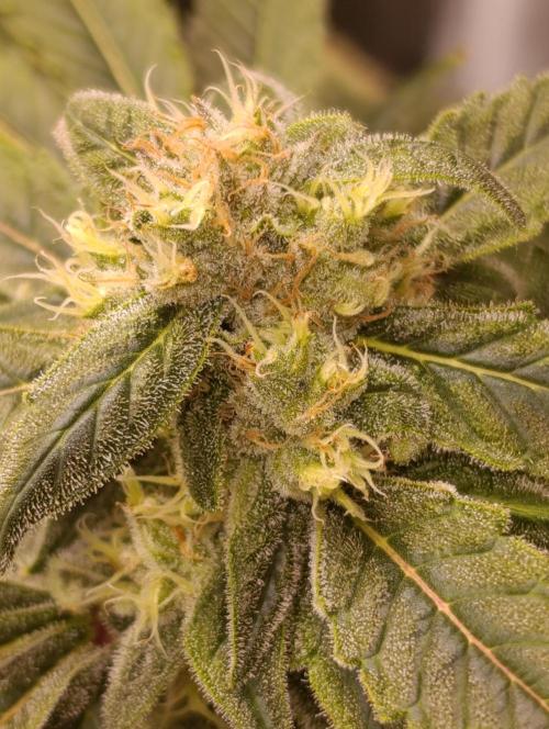 Smashberry Fumez Anesia DWC. Week 12