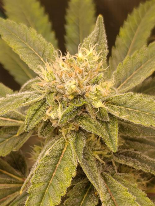 Smashberry Fumez Anesia DWC. Week 12