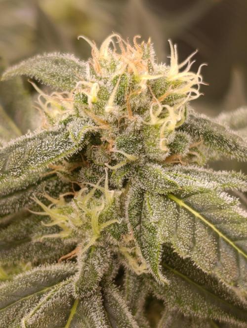 Smashberry Fumez Anesia DWC. Week 12