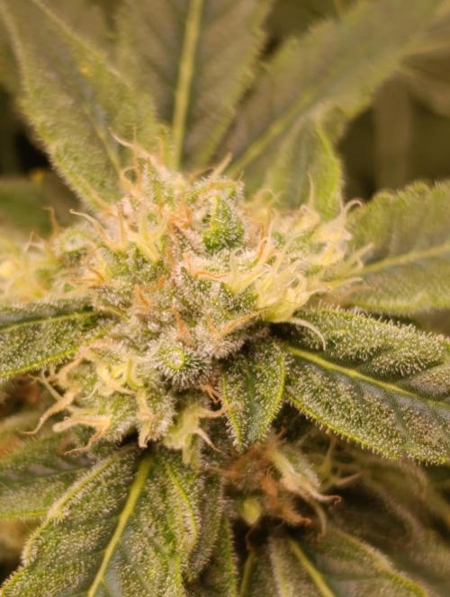 Smashberry Fumez Anesia DWC. Week 12