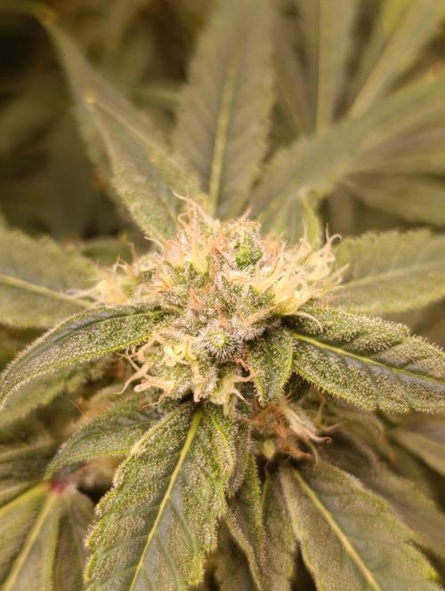 Smashberry Fumez Anesia DWC. Week 12