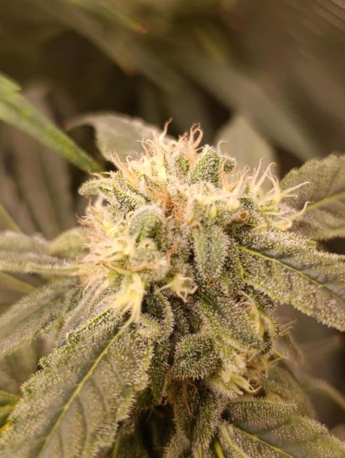 Smashberry Fumez Anesia DWC. Week 12