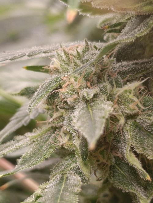 Smashberry Fumez Anesia DWC. Week 12