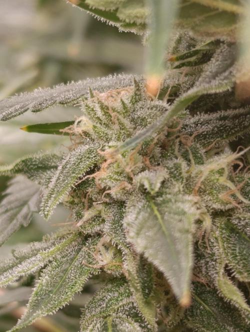 Smashberry Fumez Anesia DWC. Week 12