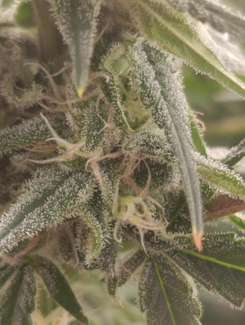 Smashberry Fumez Anesia DWC. Week 12