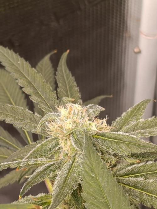 Smashberry Fumez Anesia DWC. Week 12
