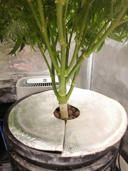 Smashberry Fumez Anesia DWC. Week 12