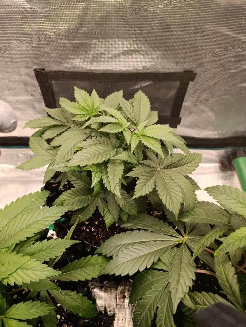 Zillions/Barney'S. Week 6