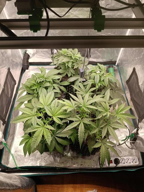 Zillions/Barney'S. Week 6