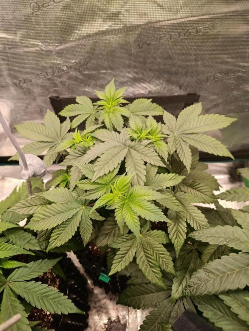 Zillions/Barney'S. Week 6