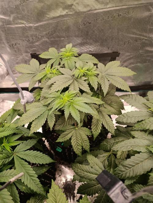 Zillions/Barney'S. Week 6