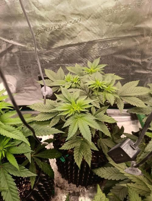 Zillions/Barney'S. Week 6