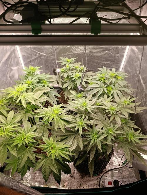 Zillions/Barney'S. Week 6