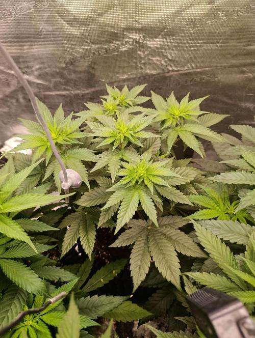 Zillions/Barney'S. Week 6
