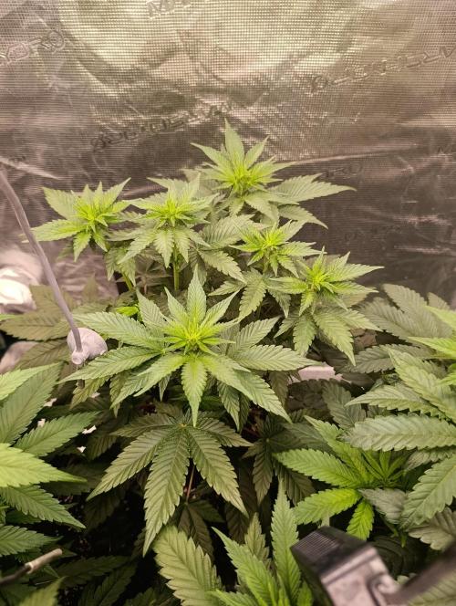Zillions/Barney'S. Week 6