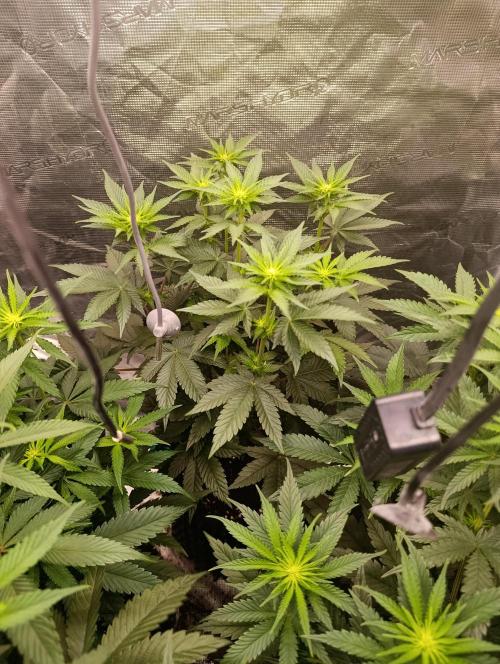 Zillions/Barney'S. Week 6