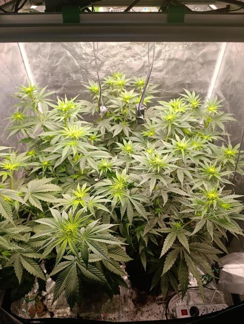 Zillions/Barney'S. Week 6