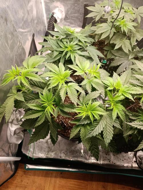 Eternity Grow cup 2026 /Sticky broccoli. Week 6