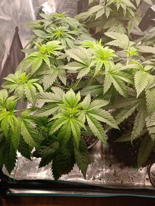 Eternity Grow cup 2026 /Sticky broccoli. Week 6