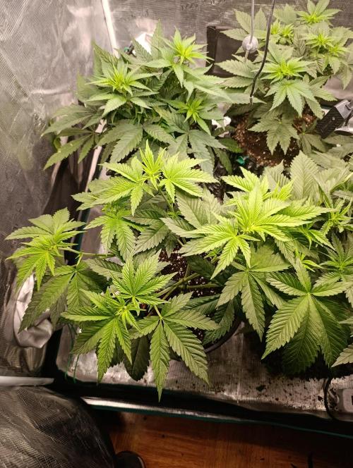 Eternity Grow cup 2026 /Sticky broccoli. Week 6