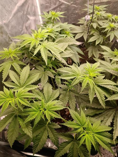 Eternity Grow cup 2026 /Sticky broccoli. Week 6