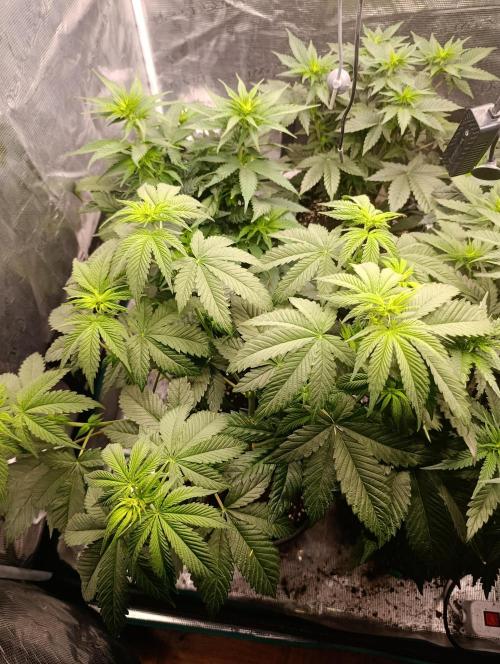 Eternity Grow cup 2026 /Sticky broccoli. Week 6