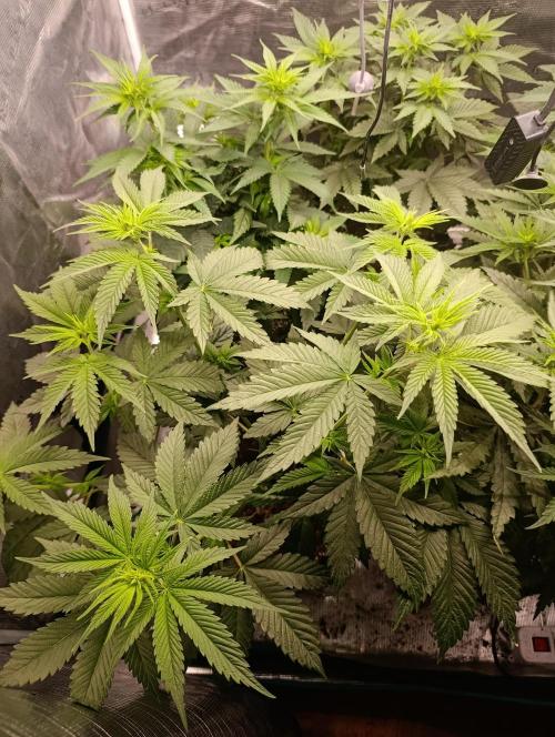 Eternity Grow cup 2026 /Sticky broccoli. Week 6