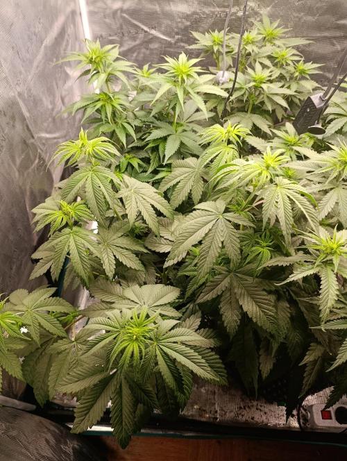 Eternity Grow cup 2026 /Sticky broccoli. Week 6