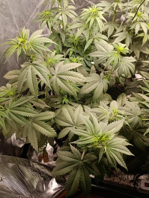 Eternity Grow cup 2026 /Sticky broccoli. Week 6