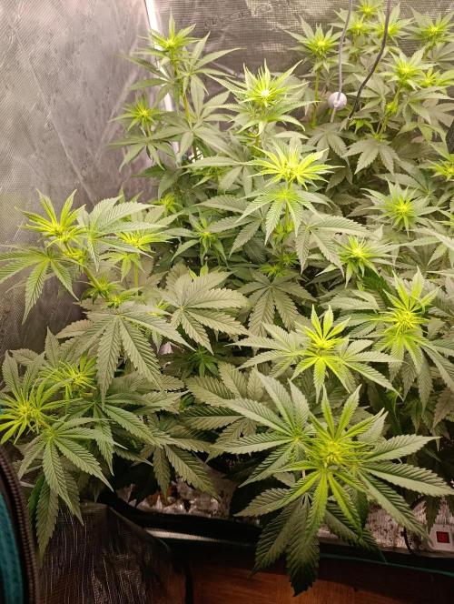 Eternity Grow cup 2026 /Sticky broccoli. Week 6