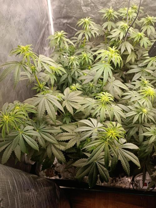 Eternity Grow cup 2026 /Sticky broccoli. Week 6