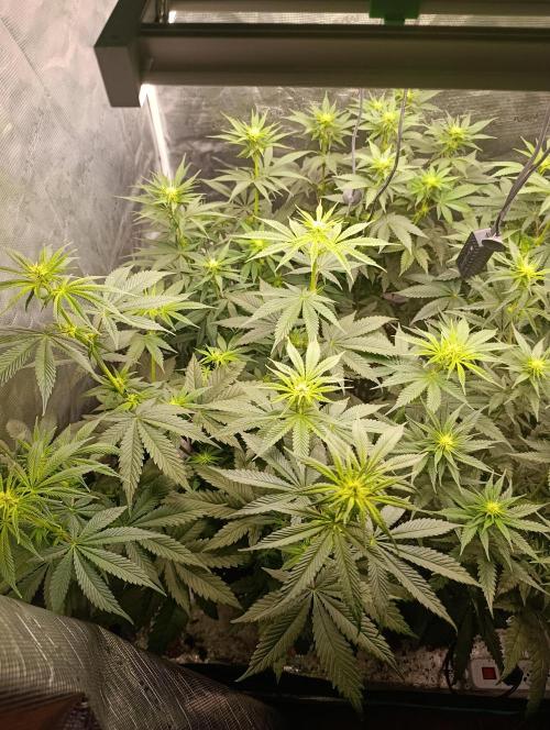 Eternity Grow cup 2026 /Sticky broccoli. Week 6