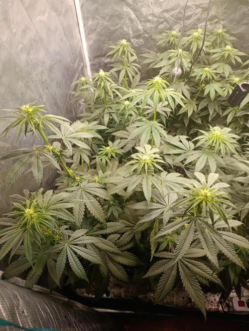 Eternity Grow cup 2026 /Sticky broccoli. Week 6