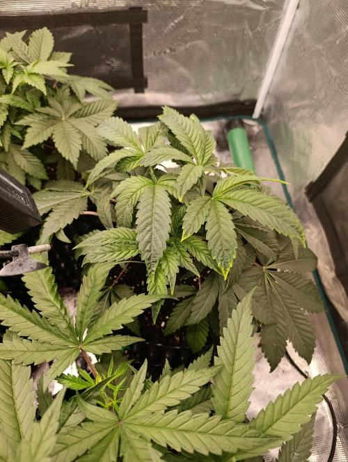 Cherry strudel Sherbisnky/Sensi seeds. Week 6