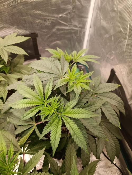 Cherry strudel Sherbisnky/Sensi seeds. Week 6