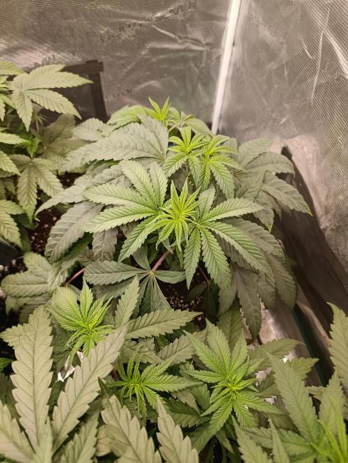 Cherry strudel Sherbisnky/Sensi seeds. Week 6