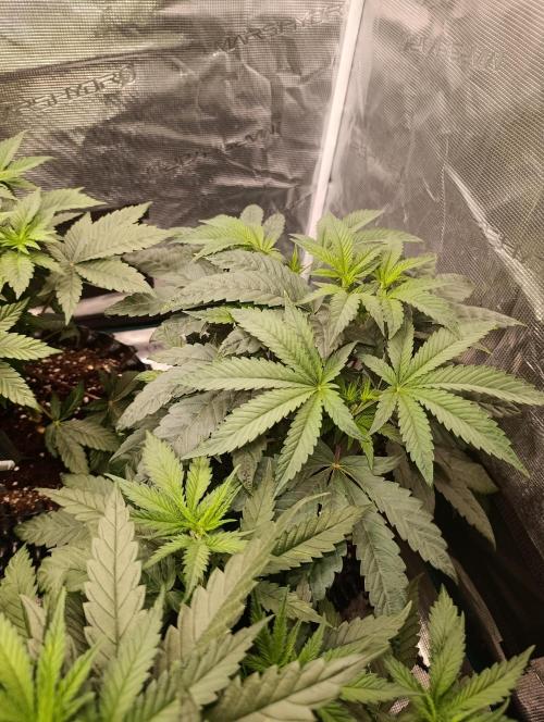 Cherry strudel Sherbisnky/Sensi seeds. Week 6
