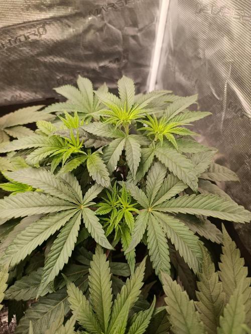 Cherry strudel Sherbisnky/Sensi seeds. Week 6