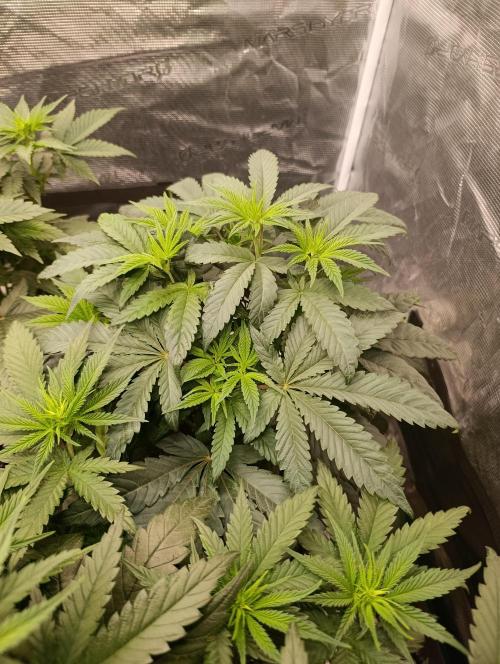 Cherry strudel Sherbisnky/Sensi seeds. Week 6