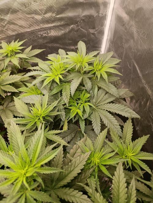 Cherry strudel Sherbisnky/Sensi seeds. Week 6