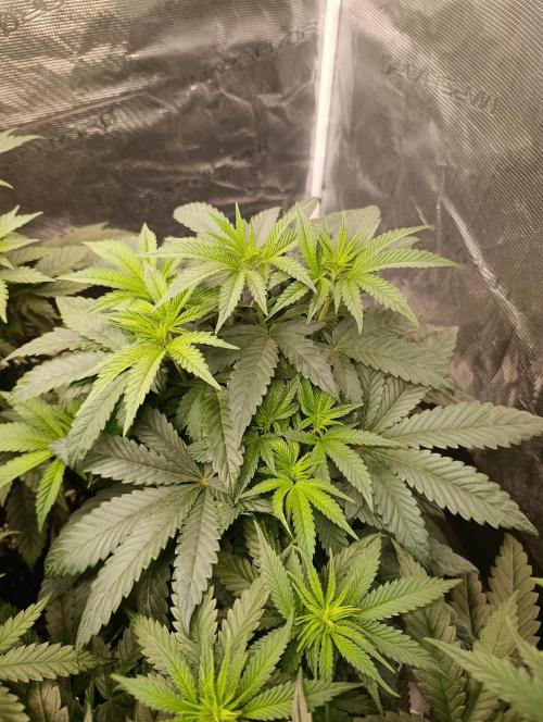 Cherry strudel Sherbisnky/Sensi seeds. Week 6
