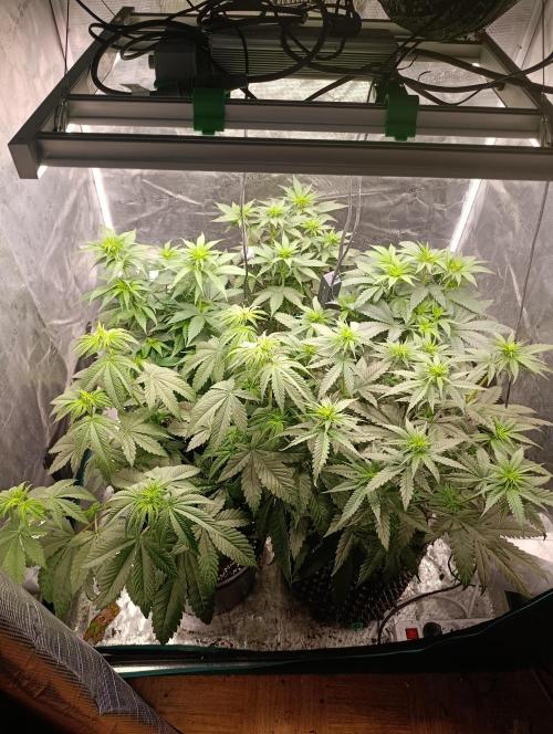 Cherry strudel Sherbisnky/Sensi seeds. Week 6